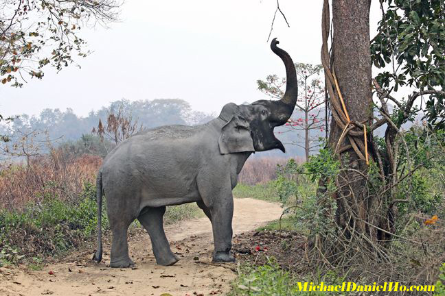 indian elephant in india