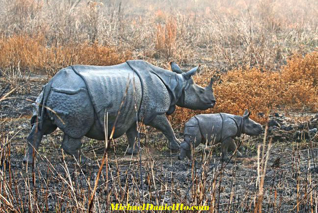 indian rhino calf