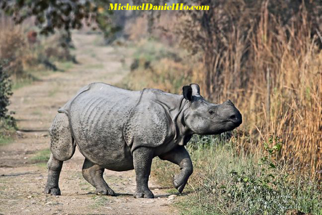 photo of Indian rhino