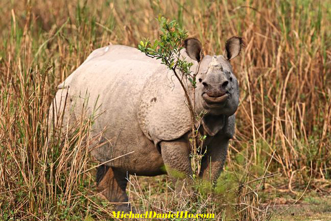 photo of indian rhino