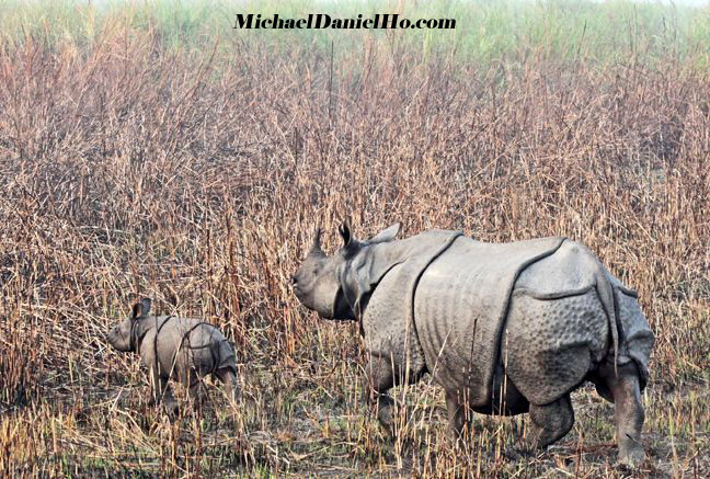 photo of indian rhino mom and calf