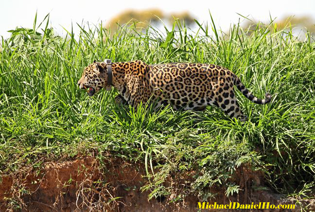 photo of jaguar in the river, Pantanal, Brazil