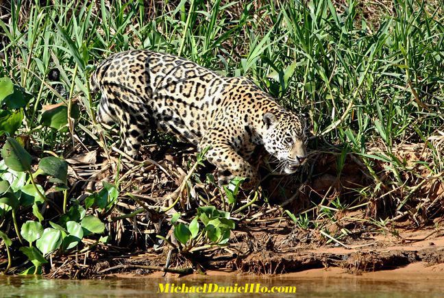 photo of Jaguar in Amazonian jungle