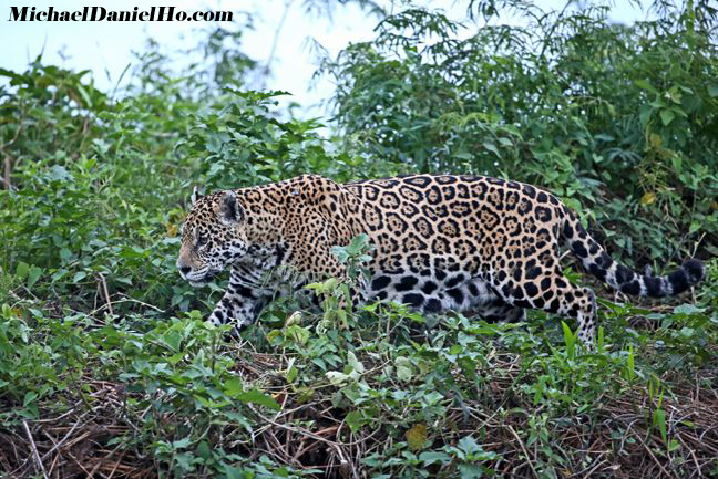 photo of jaguar
