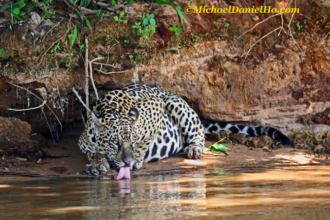 jaguar drinking from river in the Pantanal, Brazil