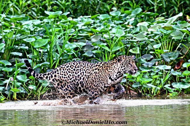 jaguar running in the river, Pantanal, Brazil