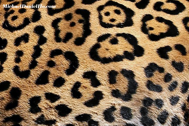 photo of jaguar in the bush, Pantanal, Brazil