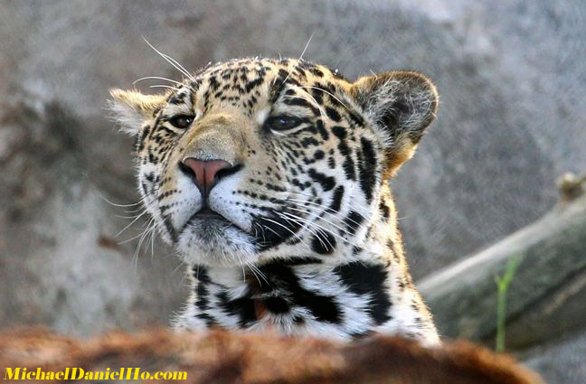 photo of jaguar in the Pantanal, Brazil