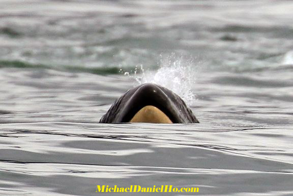 killer whale calf in Alaska