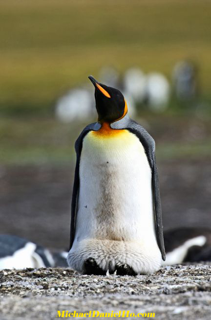 Adult King Penguin