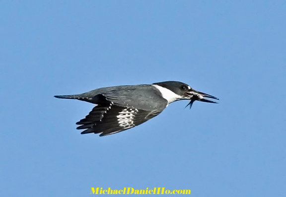 photo of belted kingfisher
