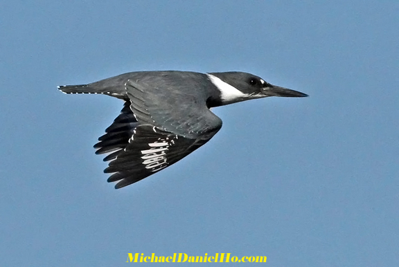 photo of belted kingfisher