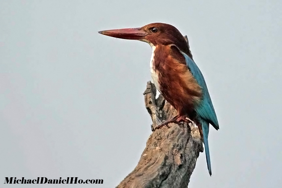 photo of Kingfisher bird