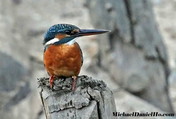 photo of kingfisher