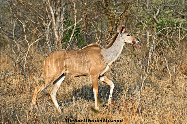 photo of Kudu in Africa