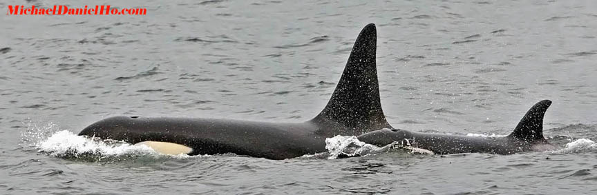killer whales in Alaska