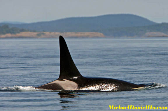 killer whale images