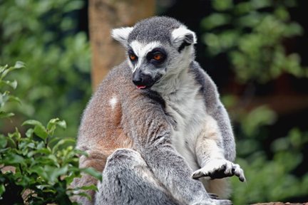 photo of lemur