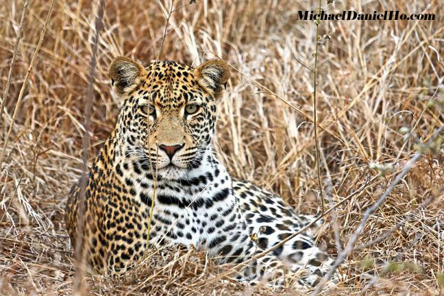 leopard photos