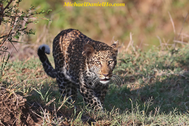 leopard walking in Masai mara, kenya photos