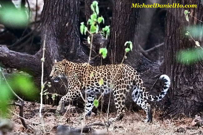 leopard walking in gir forest, india