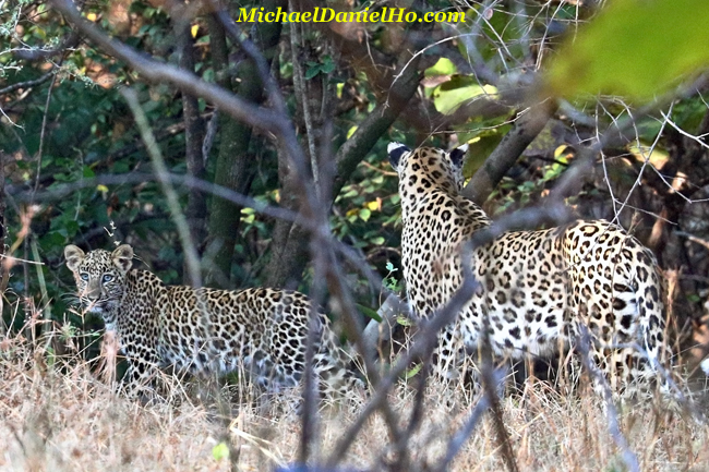 Leopard with cub in gir forest