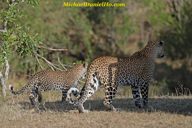 Mother Leopard with cub in Kenya