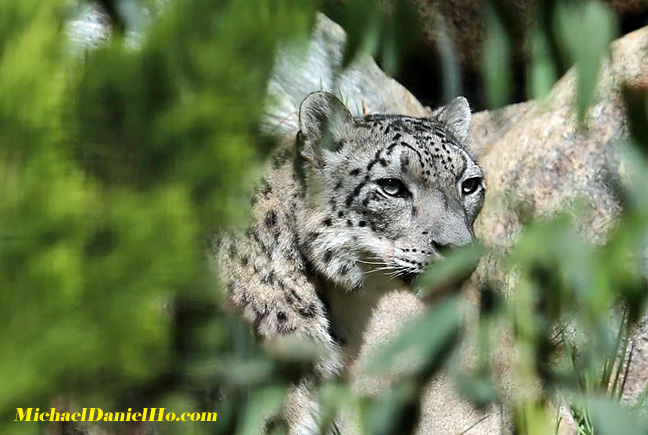 photo of Amur Leopard