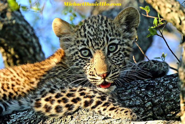 Leopard cub in tree, south africa
