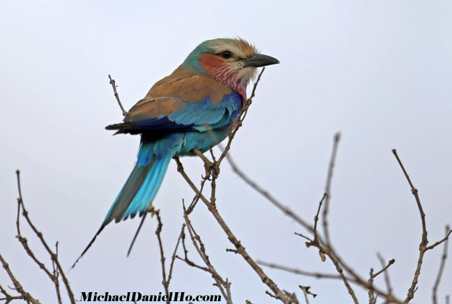photo of Lilac Breasted Roller