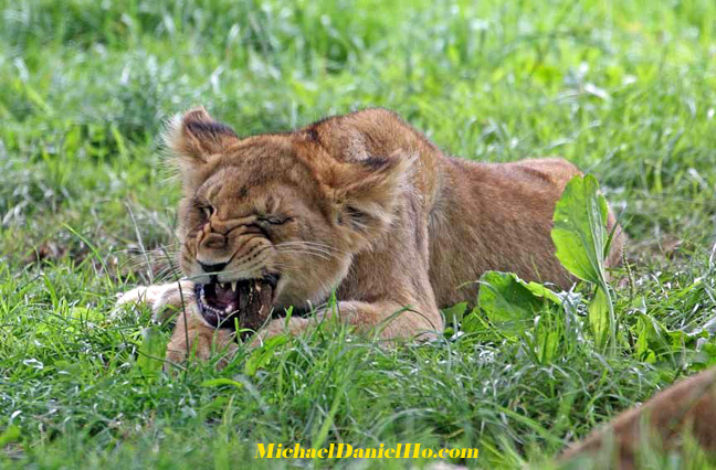 african lion photos