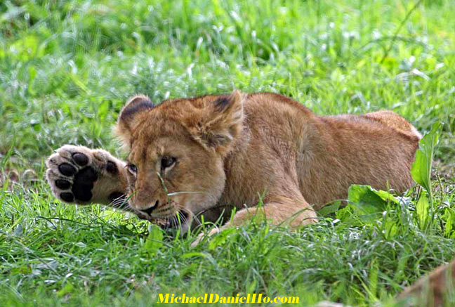 african lion photos