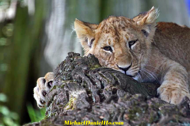 african lion photos