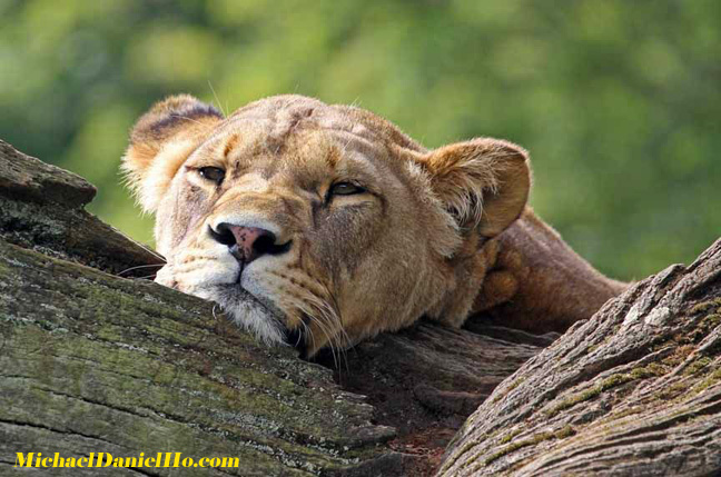 african lion photos