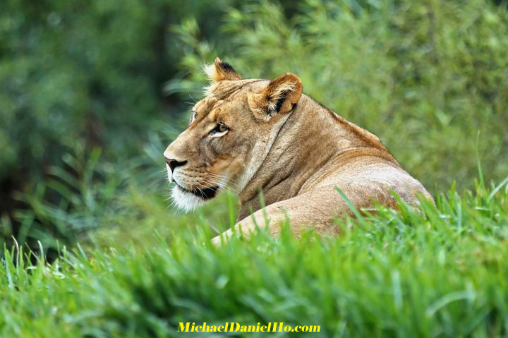 african lion photos