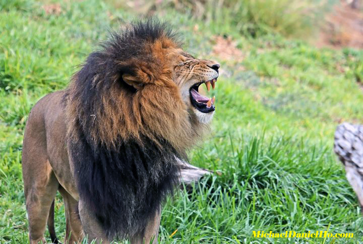 african lion photos