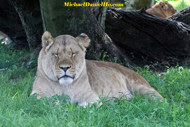 african lion photos