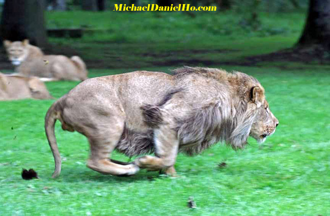 african lion photos