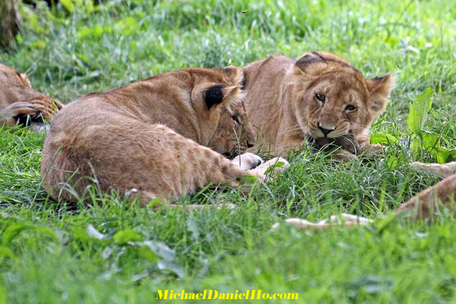 african lion photos