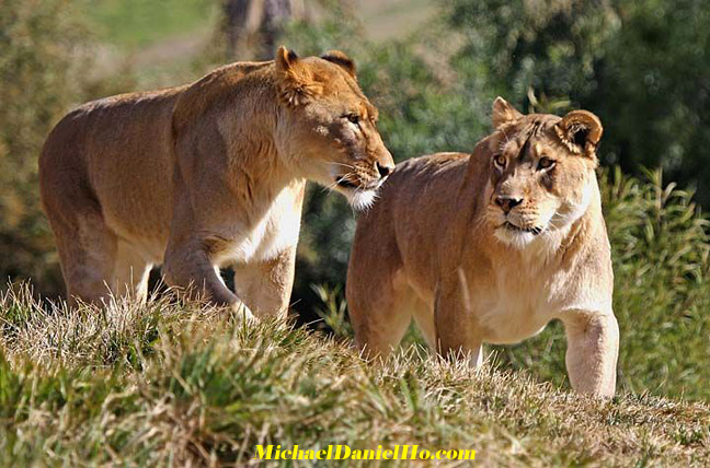 african lion photos