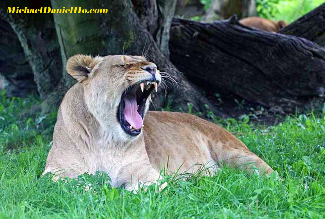 african lion photos