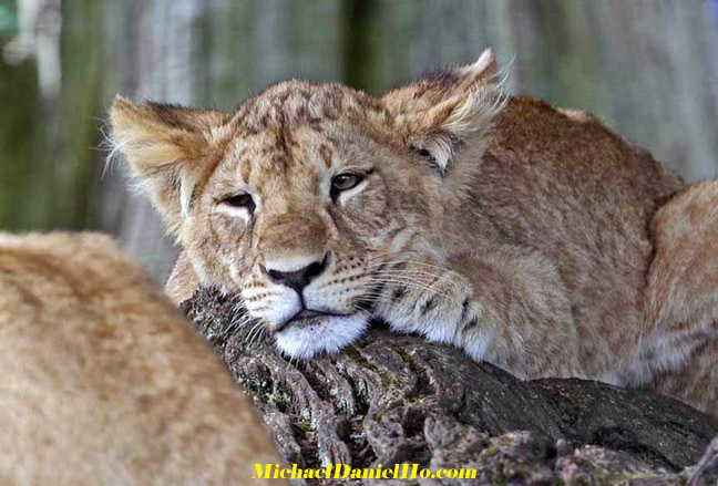 african lion photos