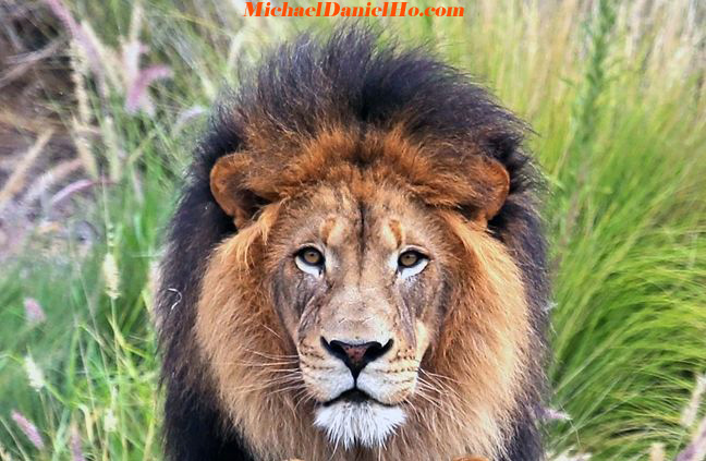 african lion photos