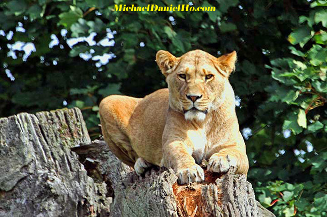 african lion photos