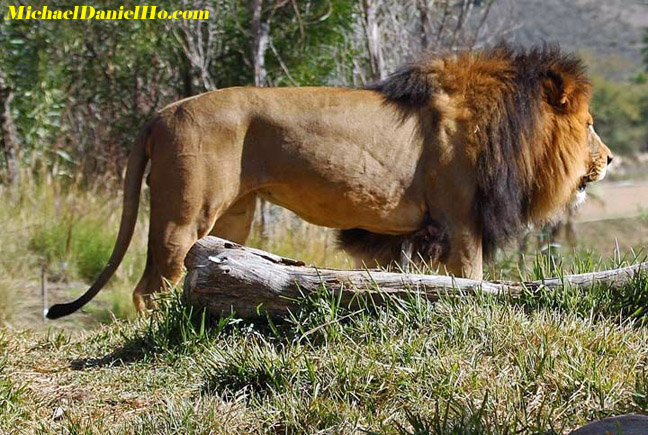 african lion photos