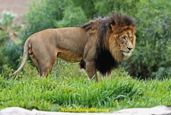 african lion photos