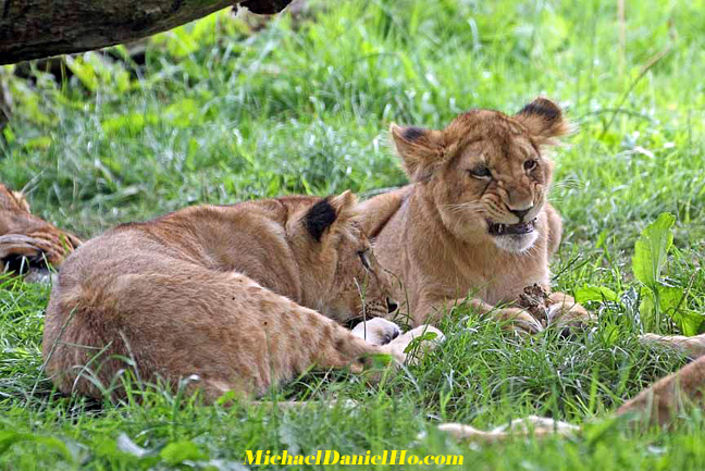 african lion photos