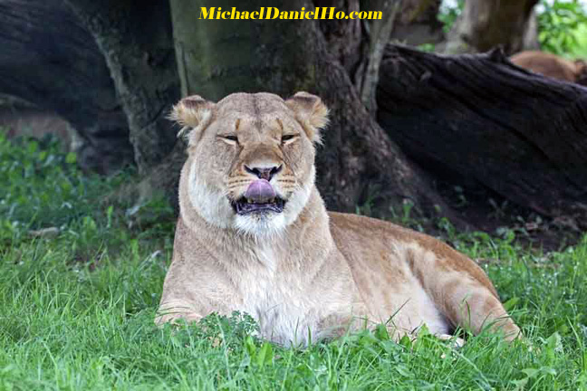 african lion photos