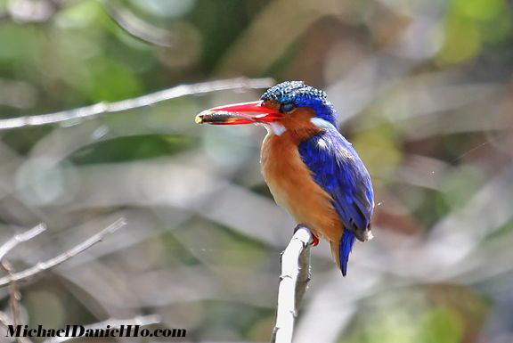 photo of malachite kingfisher