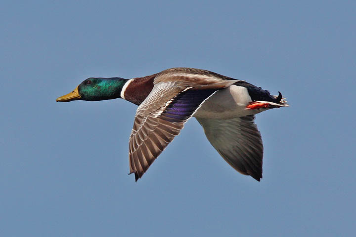 photo of mallard duck